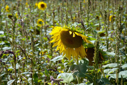 Sunflower Field 1