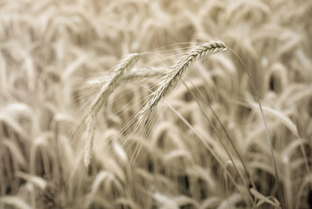 Wheat Field 8