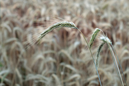 Wheat Field 7
