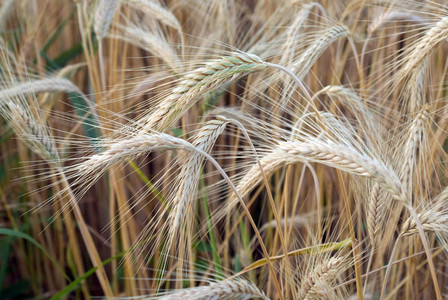 Wheat Field 10