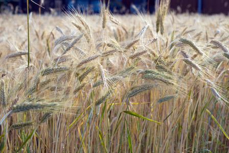 Wheat Field 11