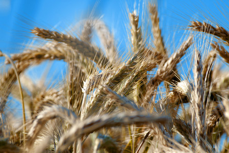 Wheat Field 4
