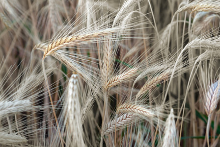 Wheat Field 1