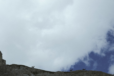 Ibex walking along mountain ridge below cloudy sky  Switzerland