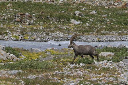 Alpine Ibex walking along rugged Breithorngletscher glacier Switzerland