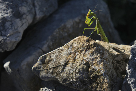 Praying mantis on sunny rock Croatia