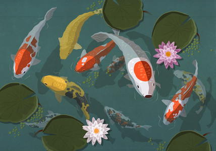 Koi fish swimming in pond with lily pads