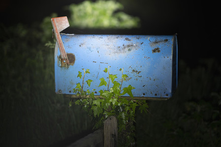 Ivy growing on rustic blue mailbox