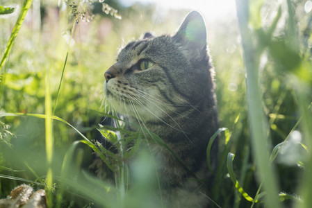 Close up curious cat in tall green grass
