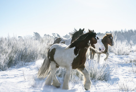 Beautiful wild horses in snow
