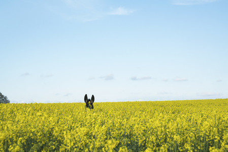 Donkey ears above sunny yellow canola field