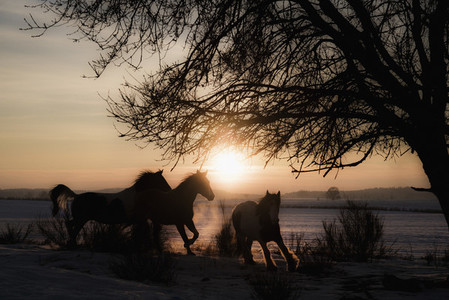 Silhouetted horses running in idyllic sunset field