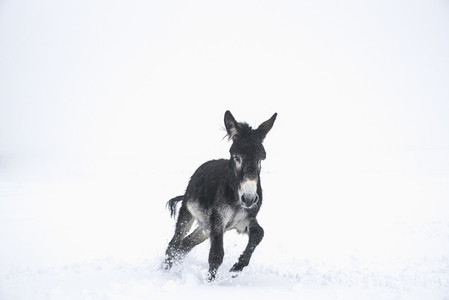 Cute black donkey running in snow