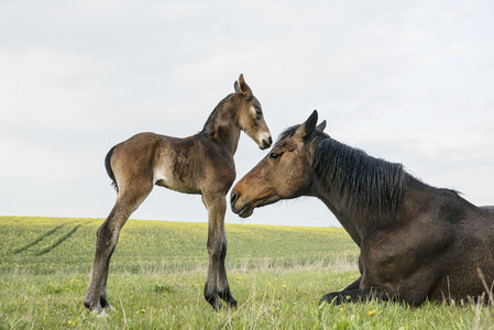 Beautiful brown horse mare and foal in spring field