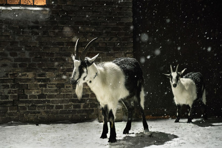 Black and white goats in snow