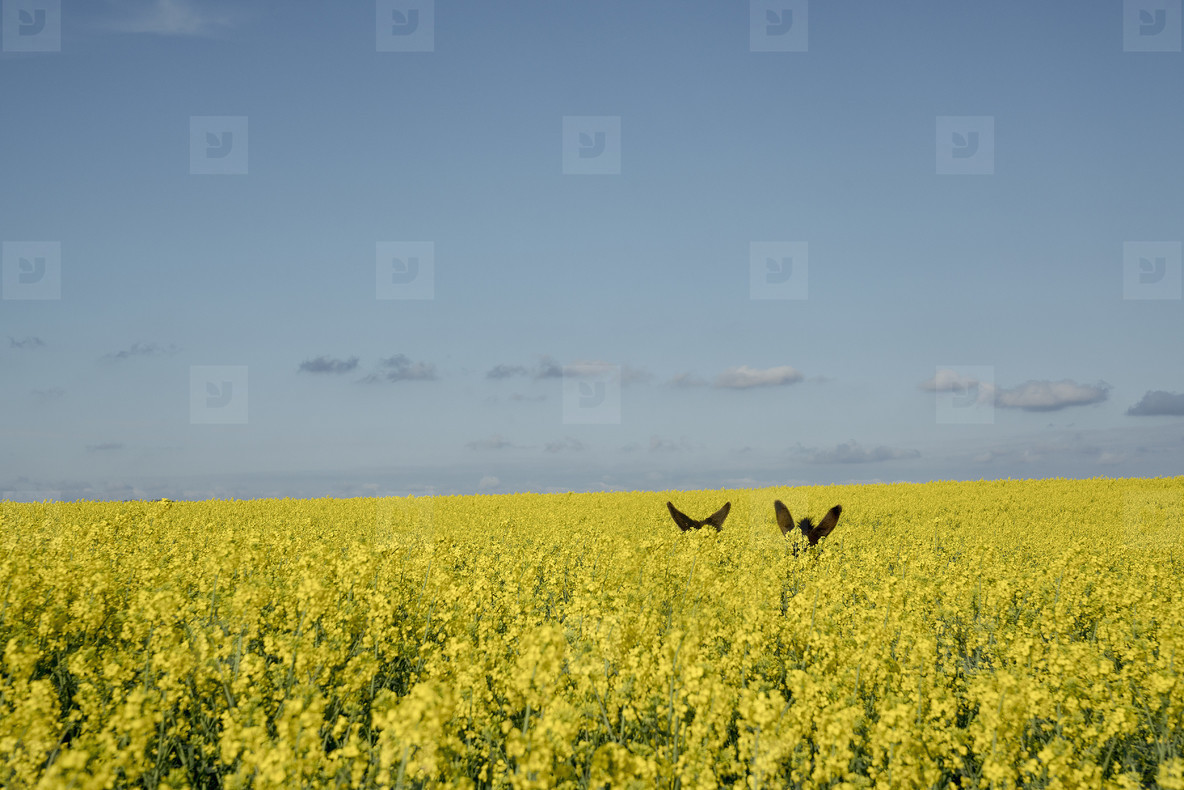 Donkey ears above vibrant yellow canola field