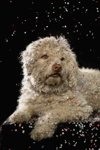 Confetti falling over dog on black background