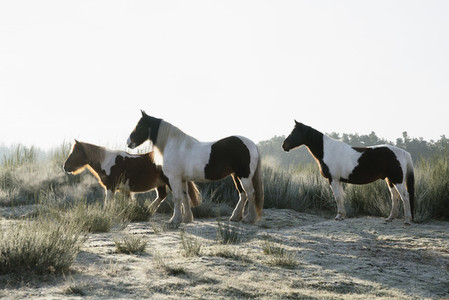 Brown and white horses in sunny grass