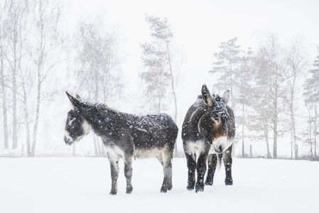 Donkeys standing in snowy field