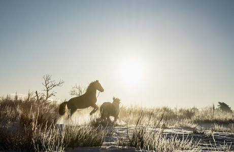 Horse rearing up in sunny winter field