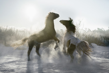 Playful horses rearing up in sunny snowy winter field