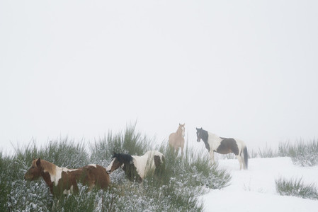 Brown and white horses in snowy field