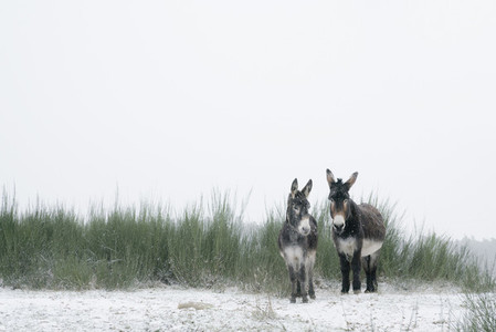 Portrait two donkeys in snowy field