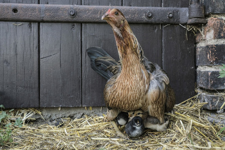 Portrait chicken protecting chicks