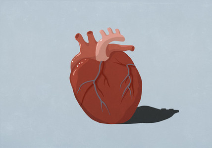Human heart organ on blue background