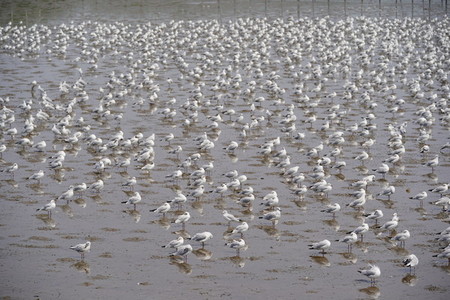 Seagulls at Bang Pu  The cold migratory seagulls from Siberia to