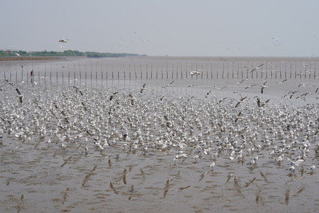 Seagulls at Bang Pu  The cold migratory seagulls from Siberia to