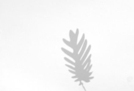 Palm leaves natural shadow overlay for summer on white texture b