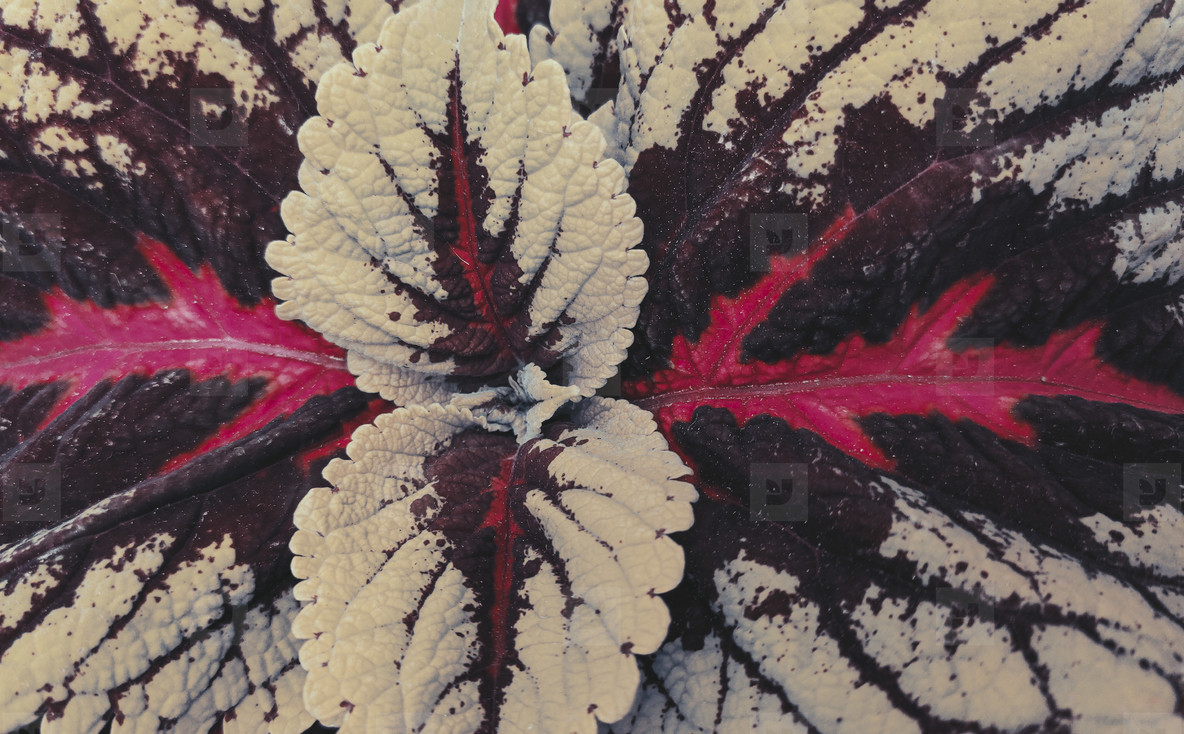 Close up of coleus leaf and plant