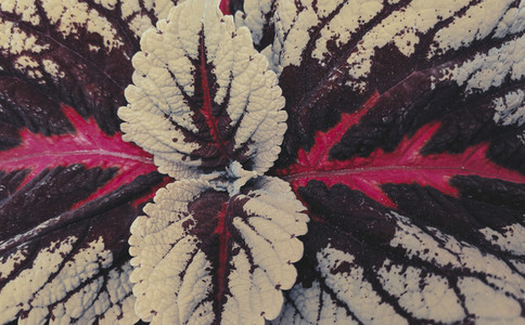 Close up of coleus leaf and plant