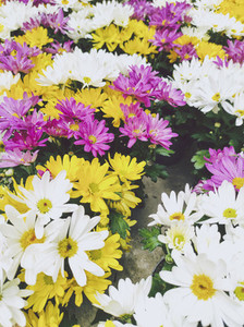 Texture and organic image full of colorful daisies