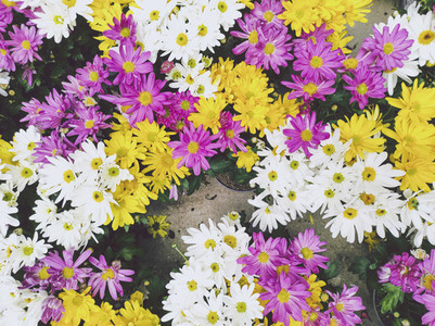 Texture and organic image full of colorful daisies
