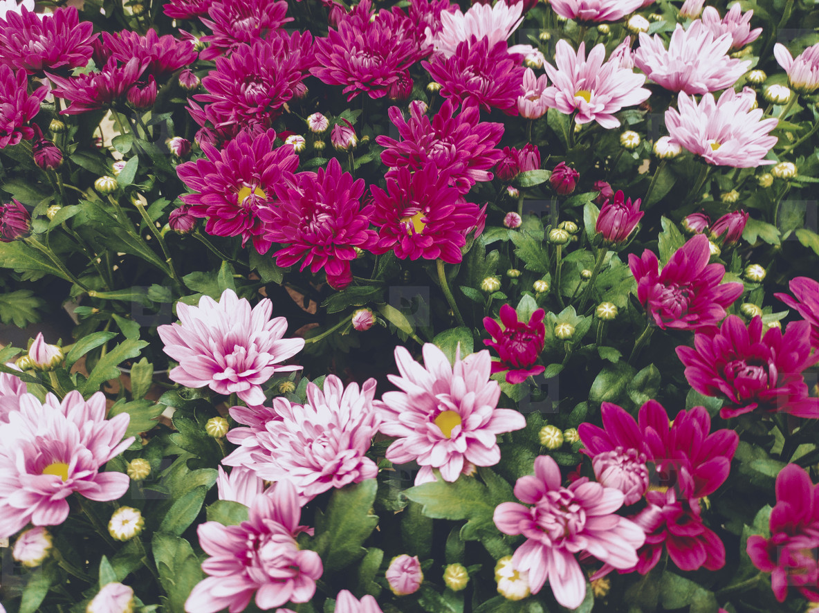 Background of Dark and pale pink daisies