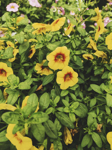 Organic image of a bush with beautiful yellow flowers