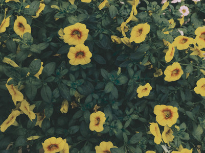 Organic image of a bush with beautiful yellow flowers
