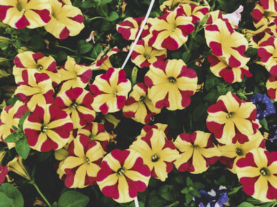Amazing image of striped and colorful petunias