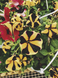 Exotic yellow and black petunias
