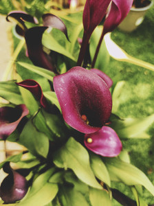 Exotic black calla flowers of a potted plant