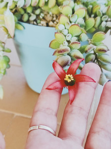 Delicate red flower of a cotyledon pendens