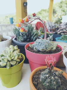 Beautiful image of a lot of variety of succulent plants