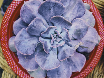 Amazing purple plant echeveria cubic frost