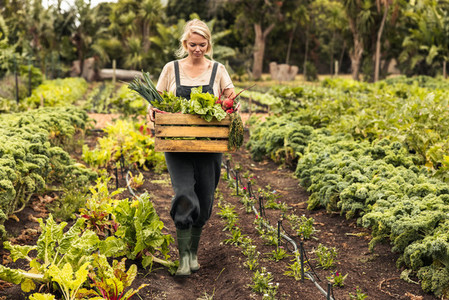 Organic farmer harvesting fresh vegetables on her farm