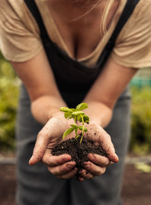 Unrecognizable woman holding a green plant growing in soil