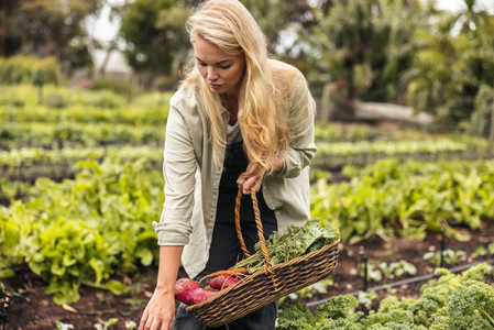 Young female farmer gathering fresh vegetables in an organic garden