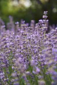 Purple lavender growing in field