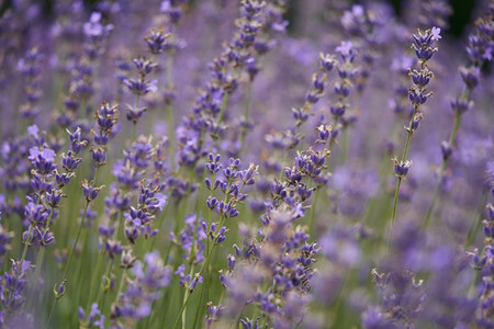 Purple lavender growing